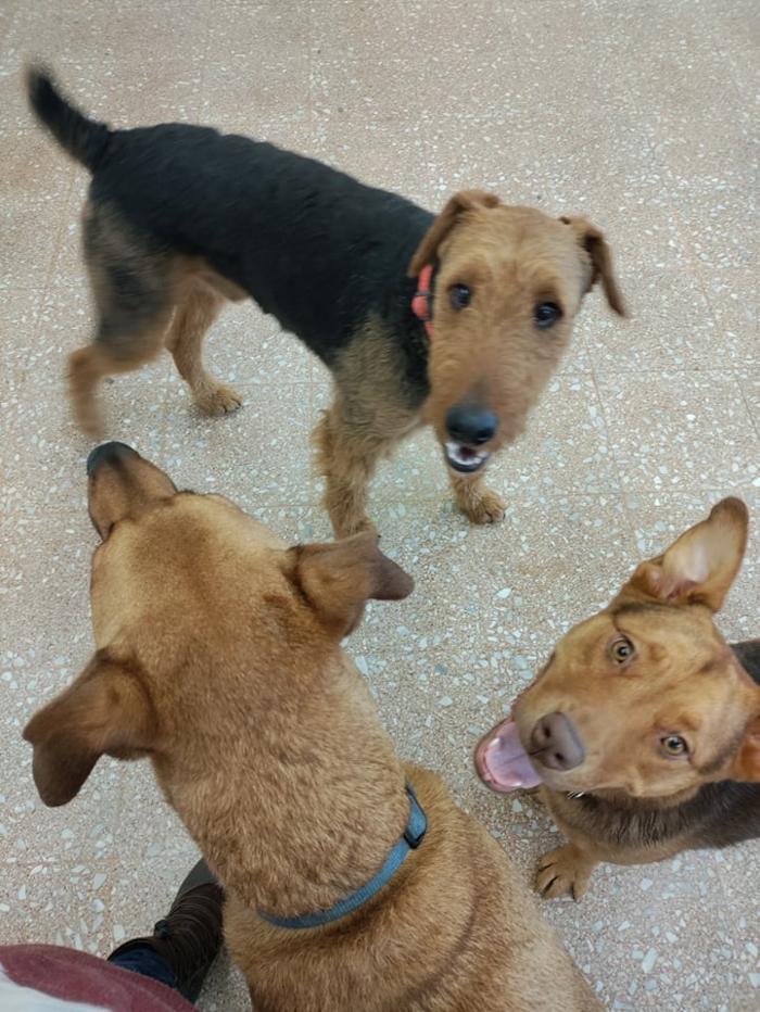 Borton's Doggy Play & Stay LLC - Burton, MI