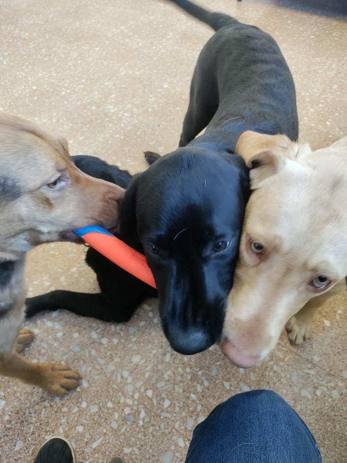 Borton's Doggy Play & Stay LLC - Burton, MI