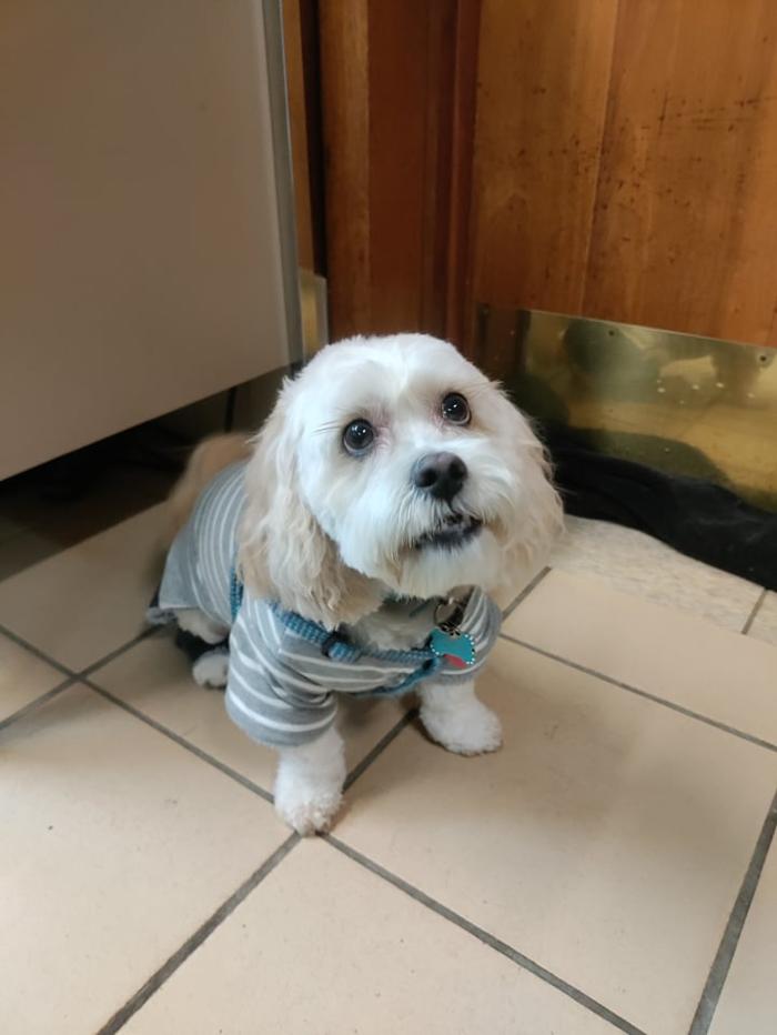 Borton's Doggy Play & Stay LLC - Burton, MI