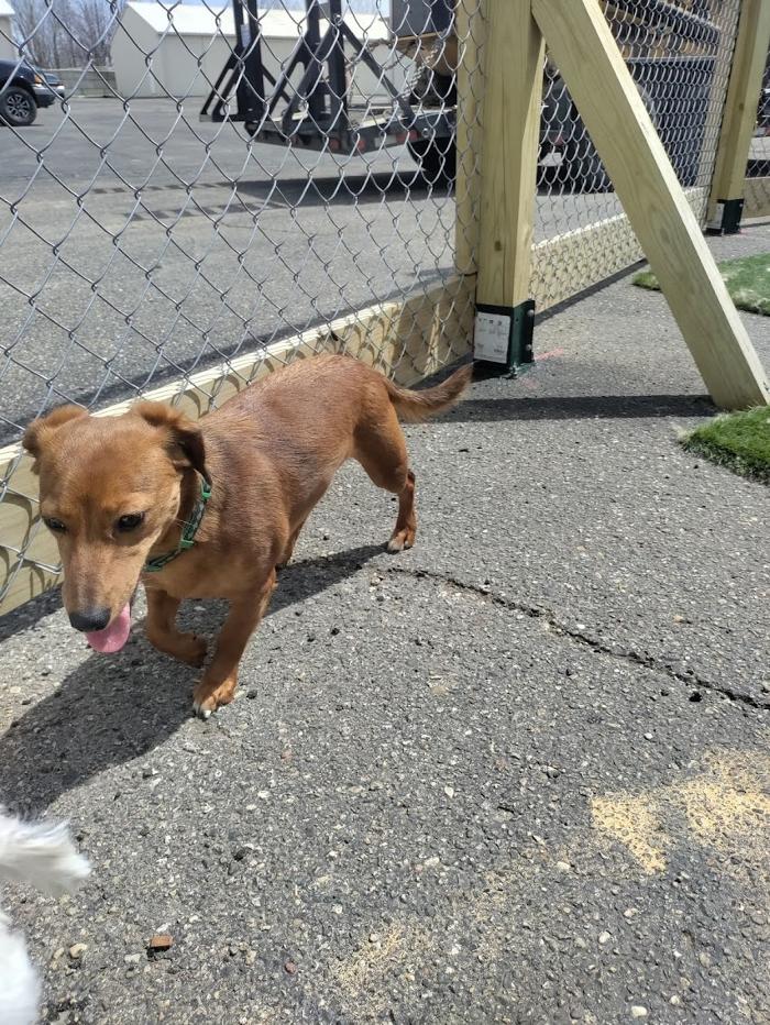 Borton's Doggy Play & Stay LLC - Burton, MI