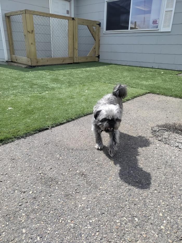 Borton's Doggy Play & Stay LLC - Burton, MI