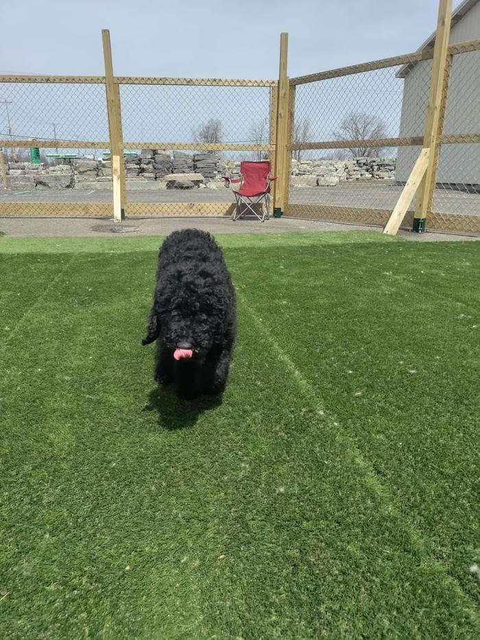 Borton's Doggy Play & Stay LLC - Burton, MI