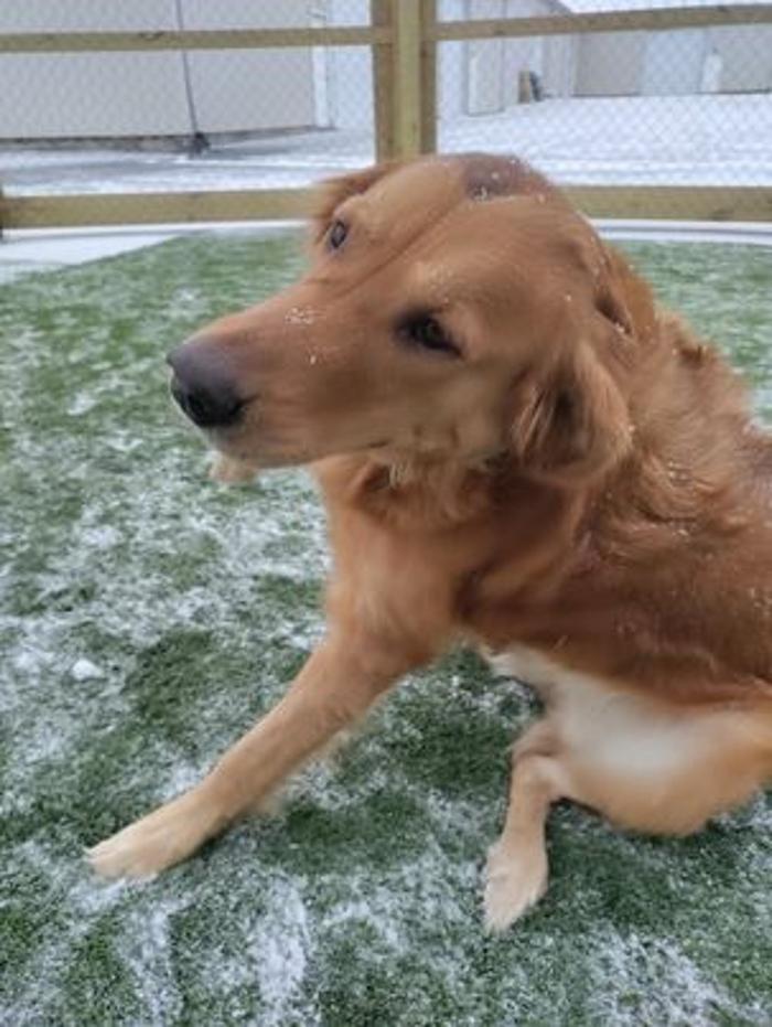 Borton's Doggy Play & Stay LLC - Burton, MI