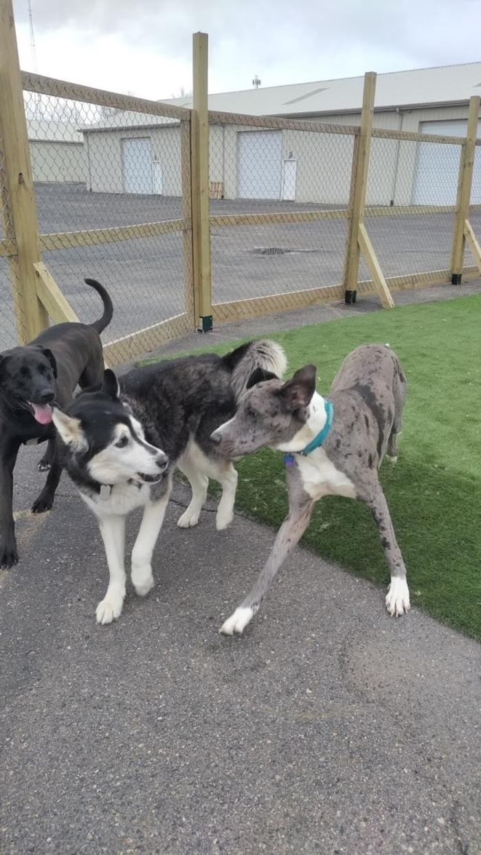 Borton's Doggy Play & Stay LLC - Burton, MI