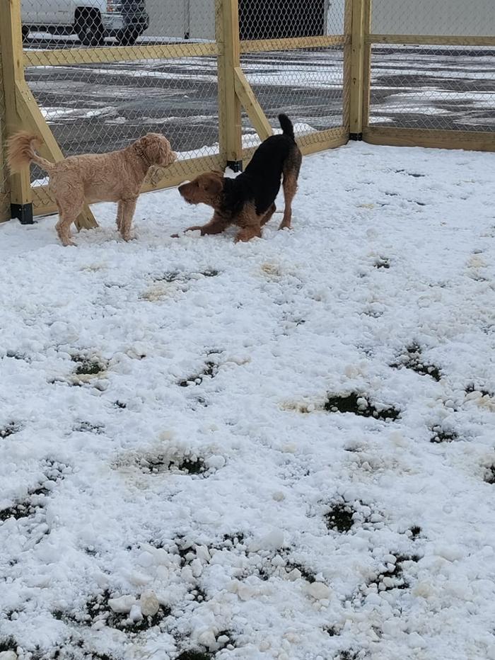 Borton's Doggy Play & Stay LLC - Burton, MI