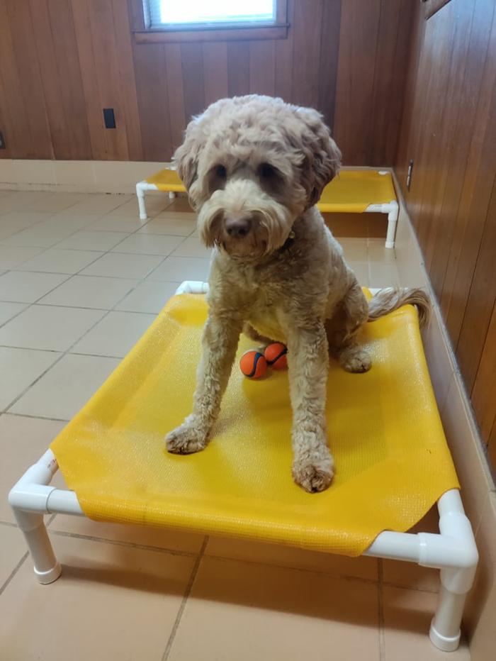 Borton's Doggy Play & Stay LLC - Burton, MI