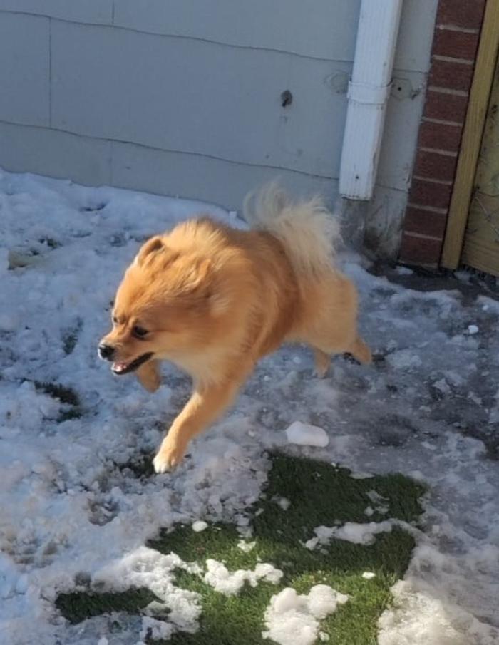 Borton's Doggy Play & Stay LLC - Burton, MI
