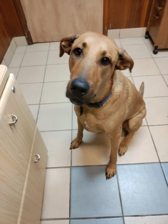 Borton's Doggy Play & Stay LLC - Burton, MI