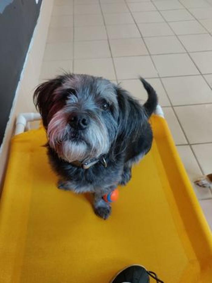 Borton's Doggy Play & Stay LLC - Burton, MI