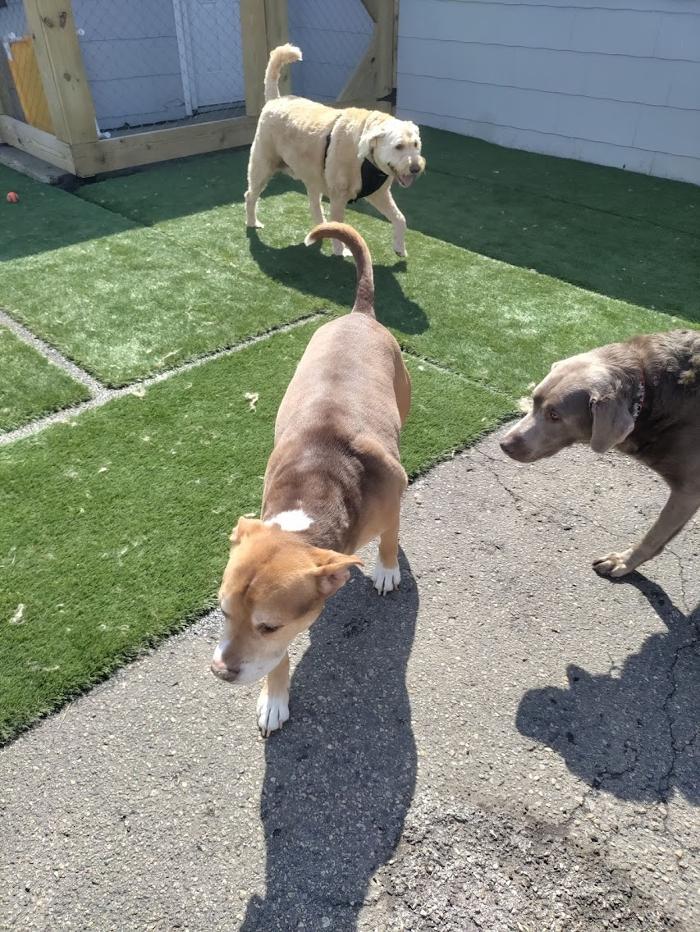 Borton's Doggy Play & Stay LLC - Burton, MI