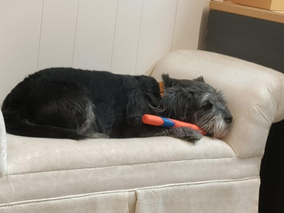 Borton's Doggy Play & Stay LLC - Burton, MI