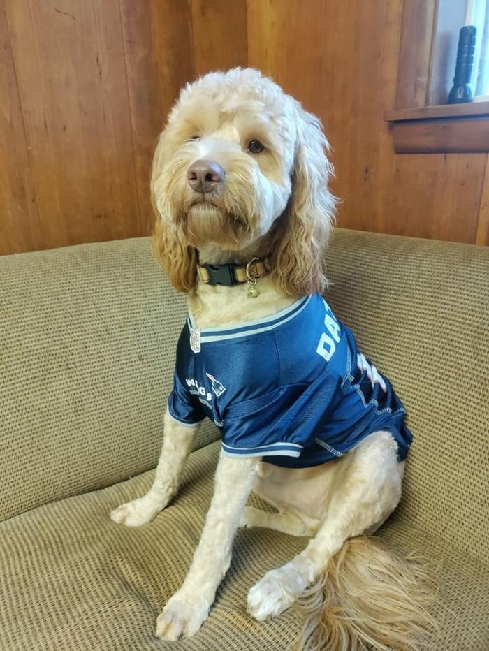 Borton's Doggy Play & Stay LLC - Burton, MI