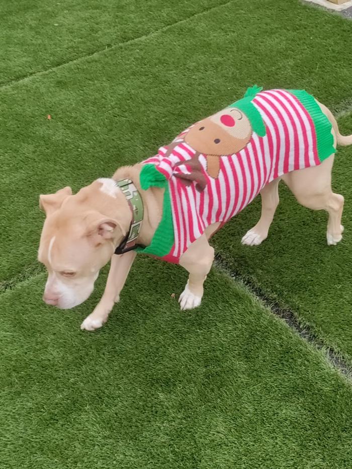 Borton's Doggy Play & Stay LLC - Burton, MI