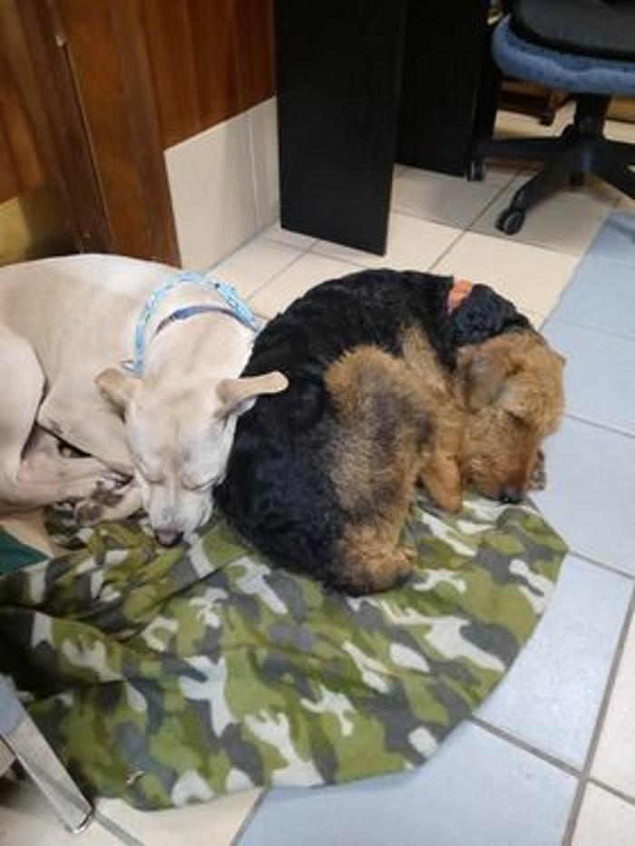 Borton's Doggy Play & Stay LLC - Burton, MI