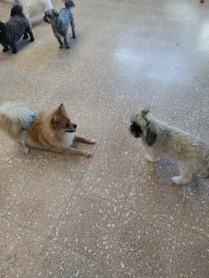 Borton's Doggy Play & Stay LLC - Burton, MI