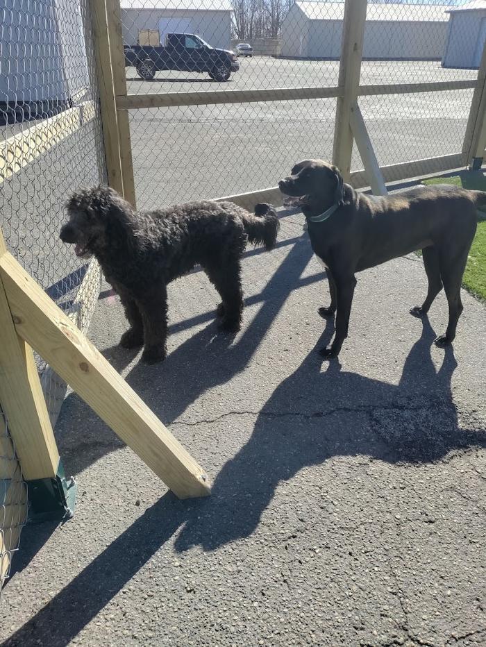 Borton's Doggy Play & Stay LLC - Burton, MI