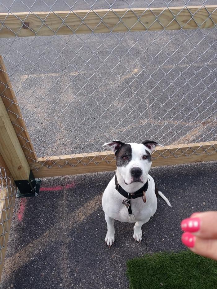 Borton's Doggy Play & Stay LLC - Burton, MI