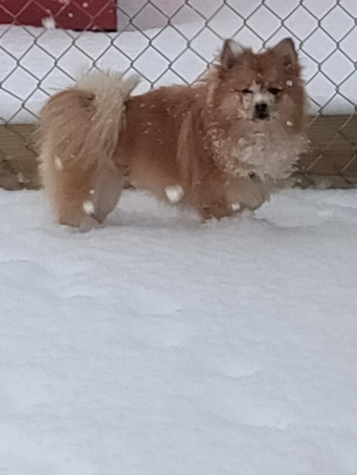 Borton's Doggy Play & Stay LLC - Burton, MI