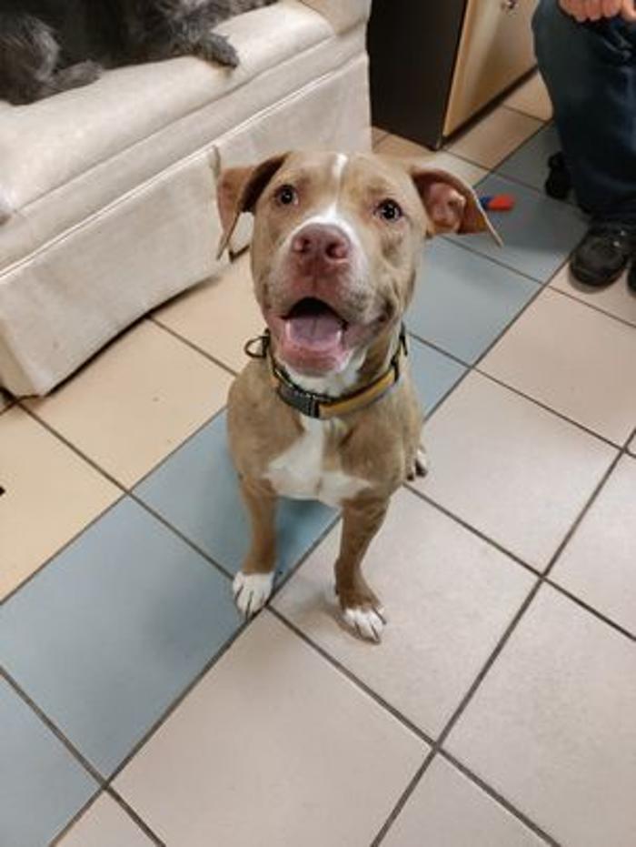 Borton's Doggy Play & Stay LLC - Burton, MI