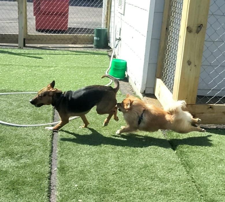 Borton's Doggy Play & Stay LLC - Burton, MI