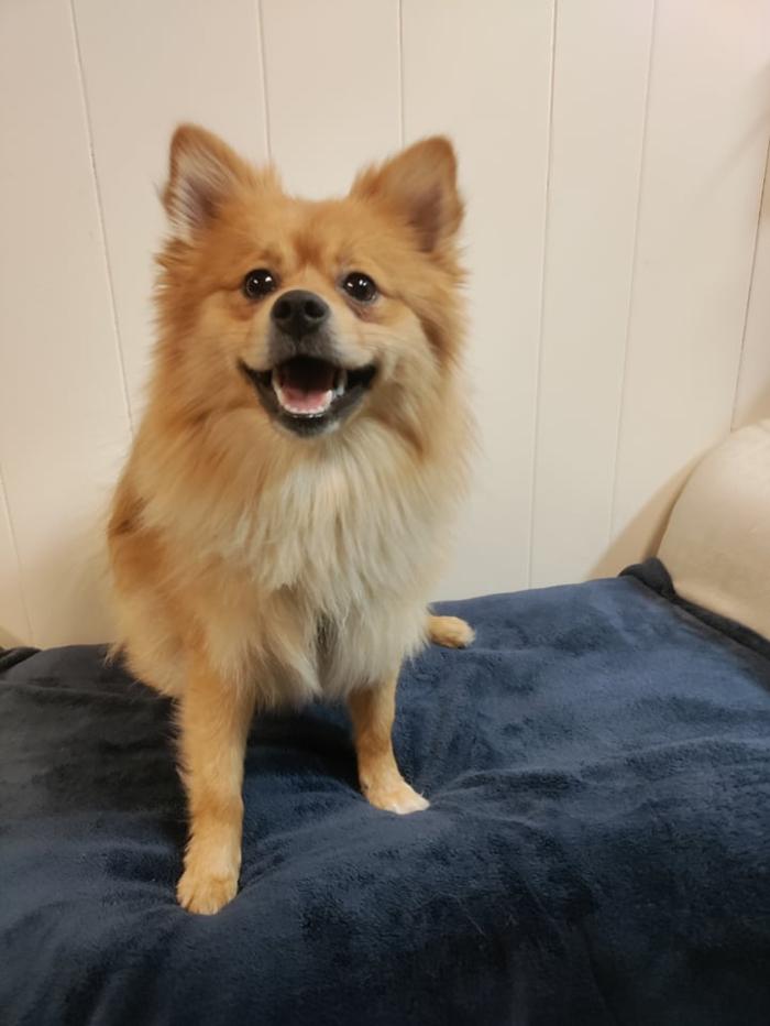 Borton's Doggy Play & Stay LLC - Burton, MI
