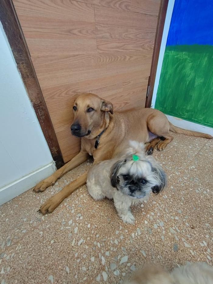 Borton's Doggy Play & Stay LLC - Burton, MI