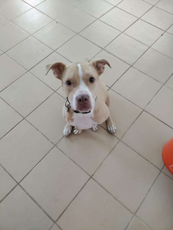 Borton's Doggy Play & Stay LLC - Burton, MI