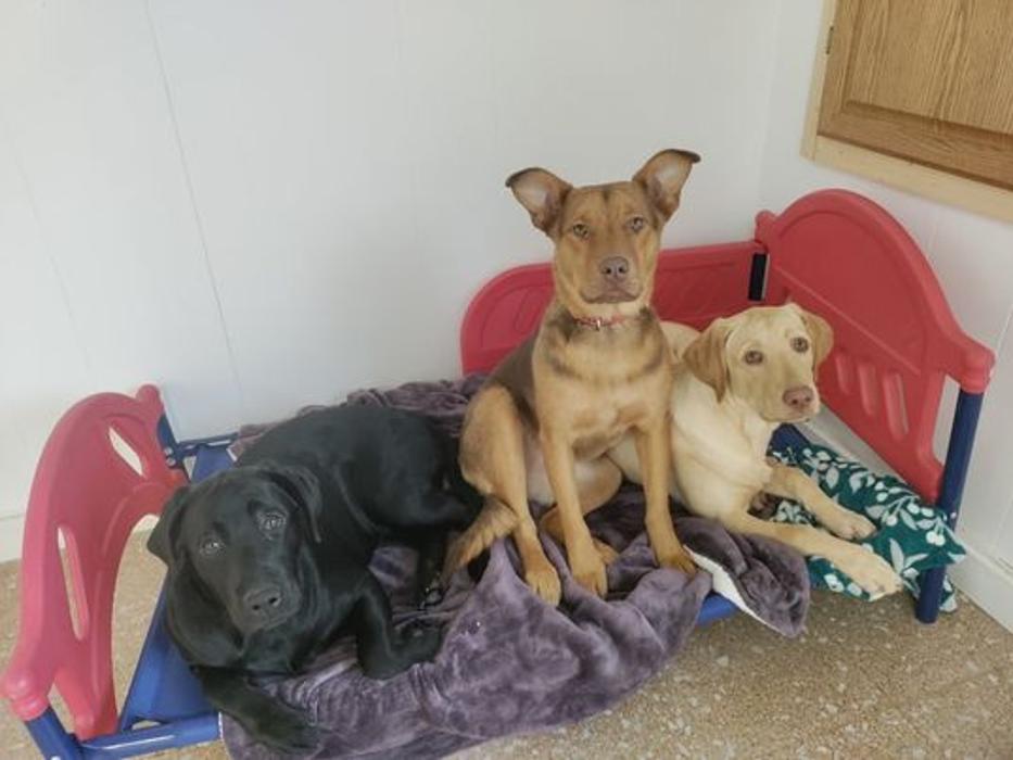 Borton's Doggy Play & Stay LLC - Burton, MI
