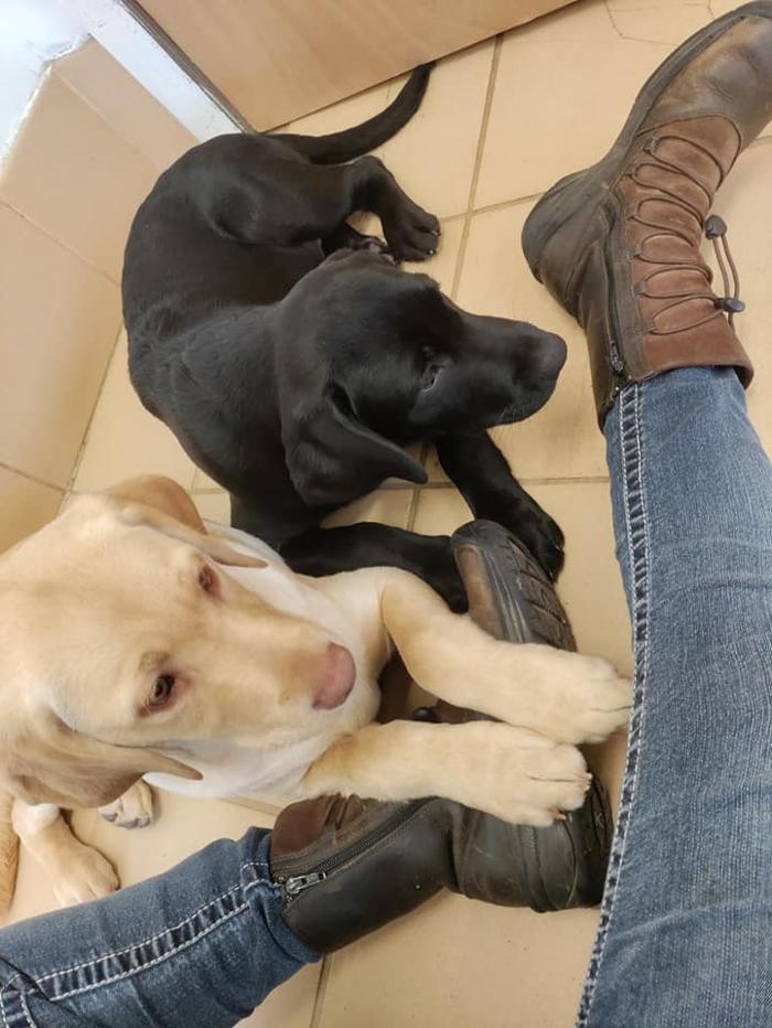 Borton's Doggy Play & Stay LLC - Burton, MI