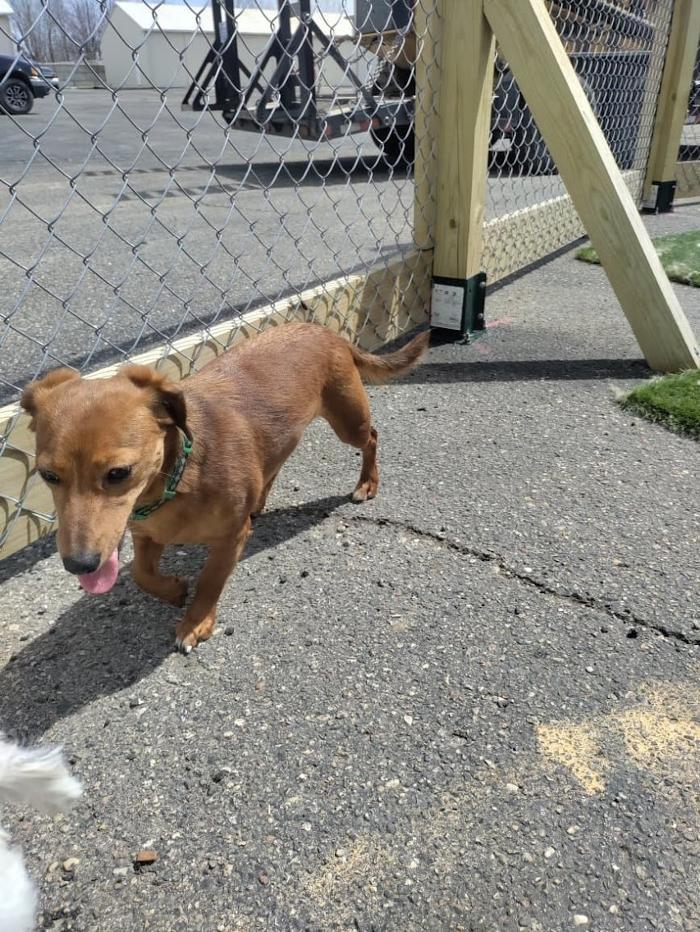 Borton's Doggy Play & Stay LLC - Burton, MI