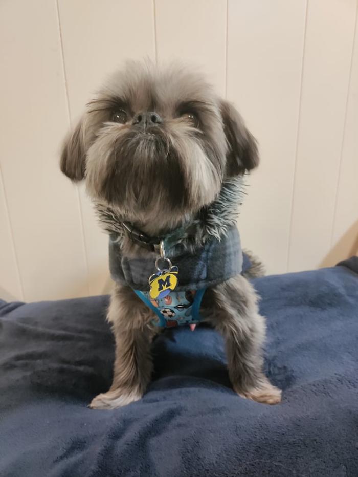Borton's Doggy Play & Stay LLC - Burton, MI