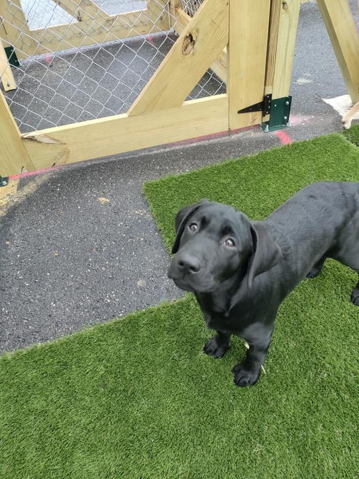 Borton's Doggy Play & Stay LLC - Burton, MI