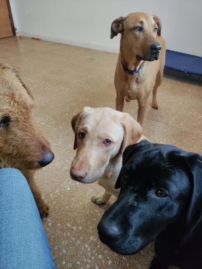 Borton's Doggy Play & Stay LLC - Burton, MI