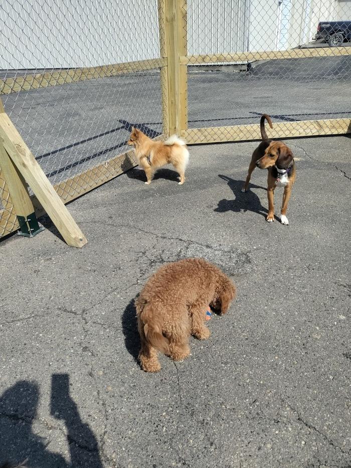 Borton's Doggy Play & Stay LLC - Burton, MI