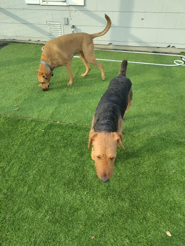Borton's Doggy Play & Stay LLC - Burton, MI