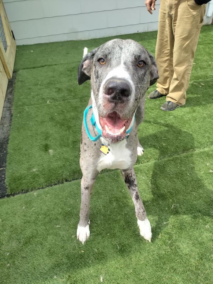 Borton's Doggy Play & Stay LLC - Burton, MI