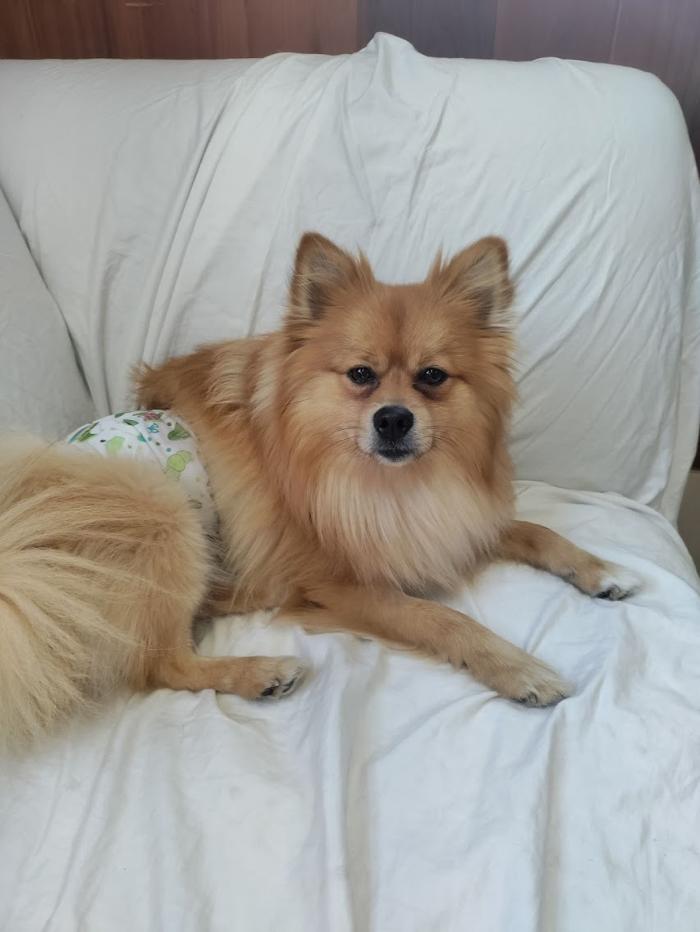 Borton's Doggy Play & Stay LLC - Burton, MI