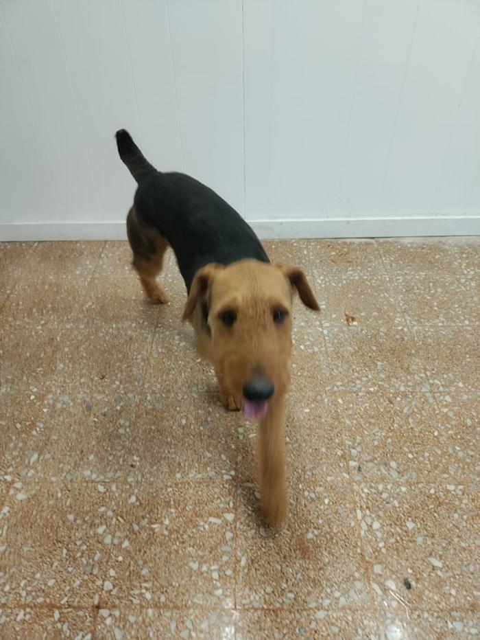 Borton's Doggy Play & Stay LLC - Burton, MI