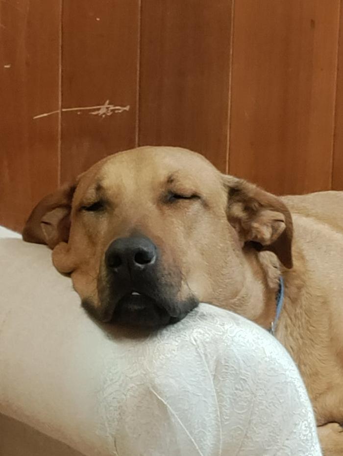Borton's Doggy Play & Stay LLC - Burton, MI