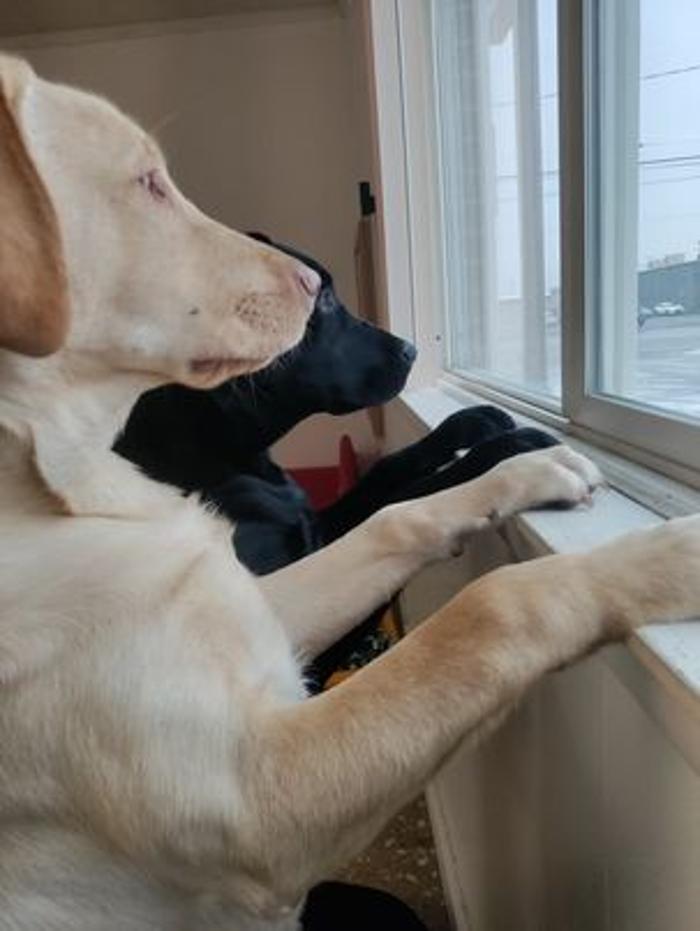 Borton's Doggy Play & Stay LLC - Burton, MI