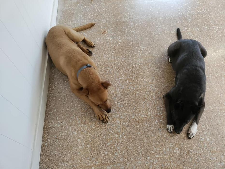 Borton's Doggy Play & Stay LLC - Burton, MI
