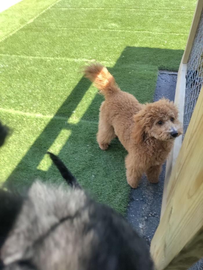 Borton's Doggy Play & Stay LLC - Burton, MI