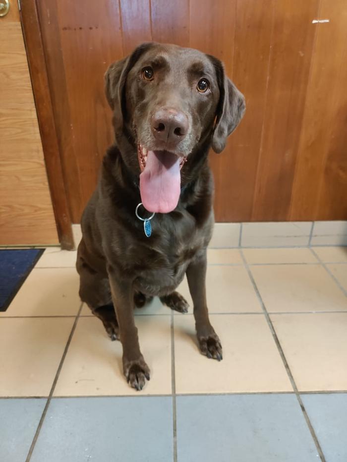 Borton's Doggy Play & Stay LLC - Burton, MI