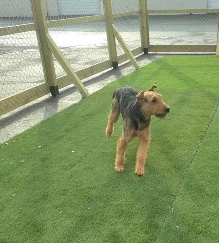 Borton's Doggy Play & Stay LLC - Burton, MI