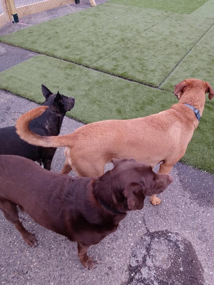 Borton's Doggy Play & Stay LLC - Burton, MI