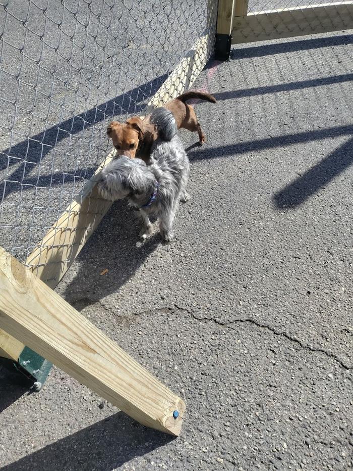 Borton's Doggy Play & Stay LLC - Burton, MI
