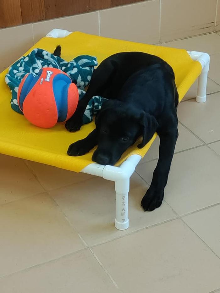 Borton's Doggy Play & Stay LLC - Burton, MI
