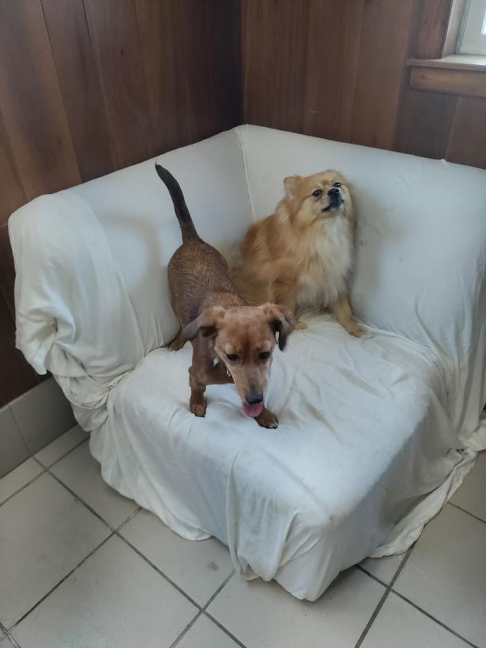 Borton's Doggy Play & Stay LLC - Burton, MI