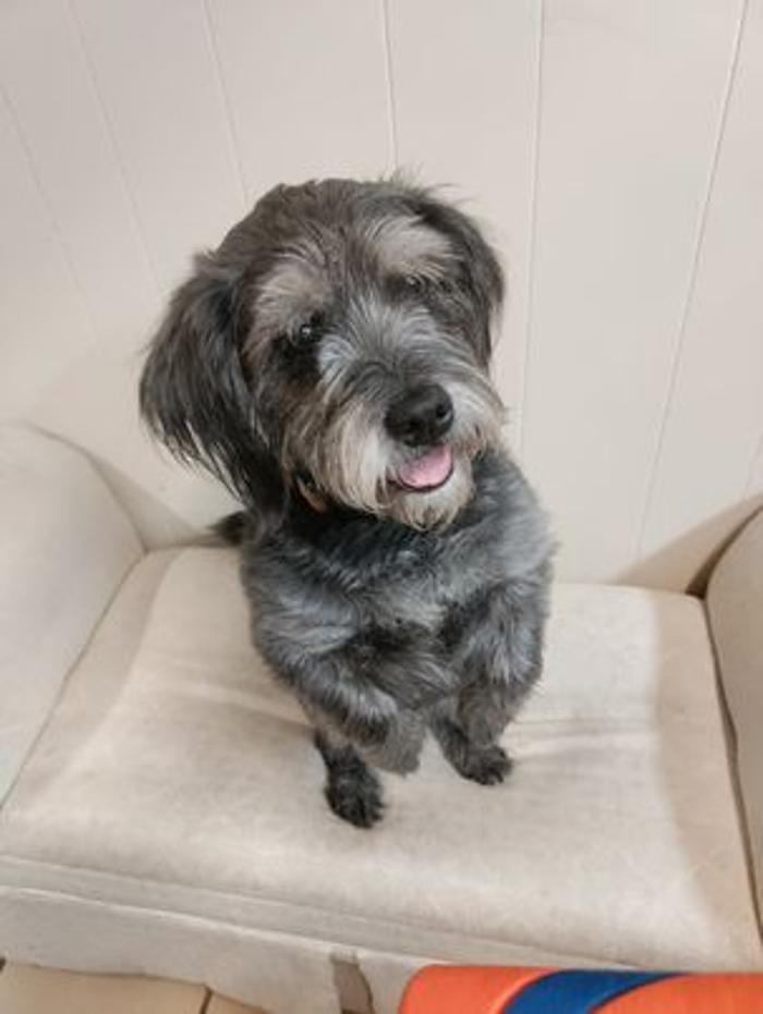 Borton's Doggy Play & Stay LLC - Burton, MI