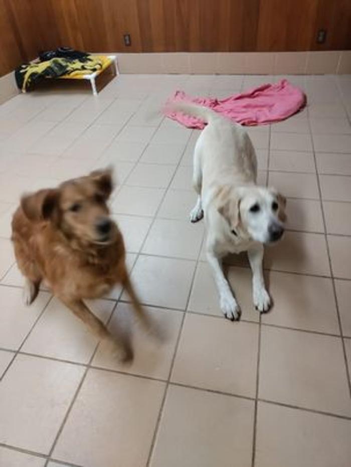 Borton's Doggy Play & Stay LLC - Burton, MI